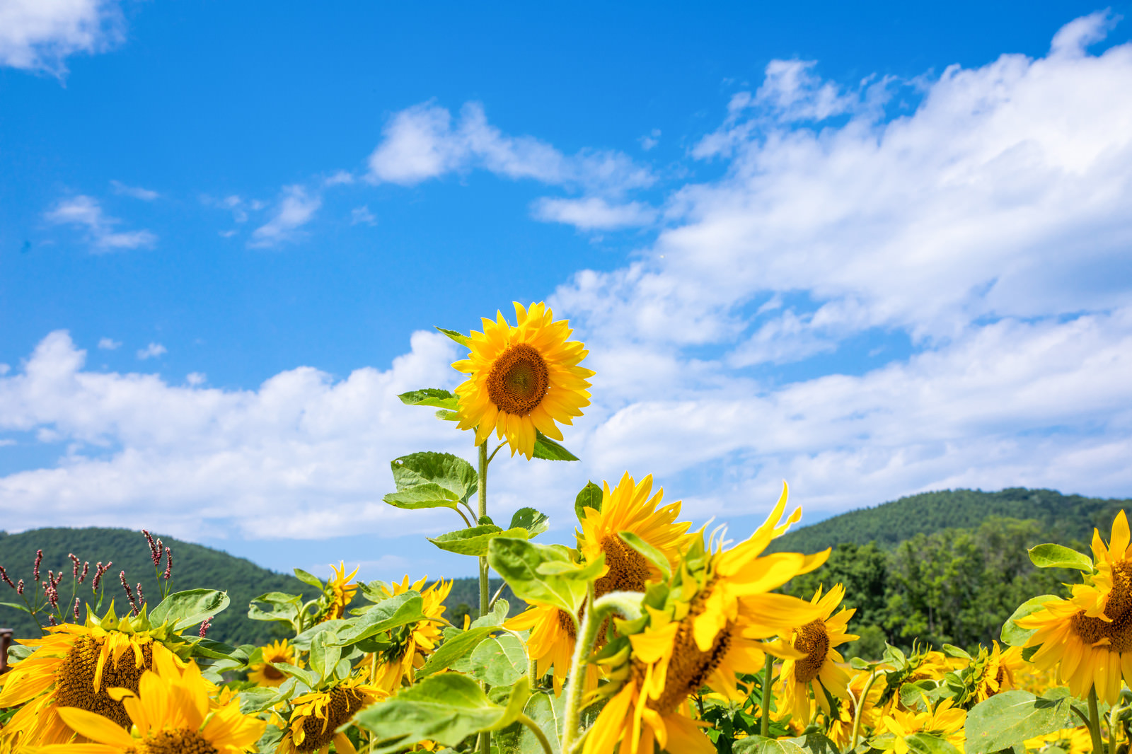 【暑さに負けない身体づくり】by 東京ミッドタウン店
